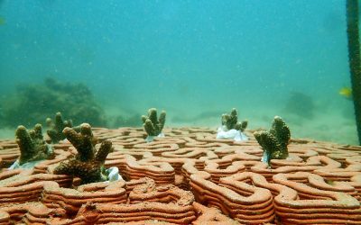 3D printing is helping to rebuild Hong Kong’s precious coral reefs