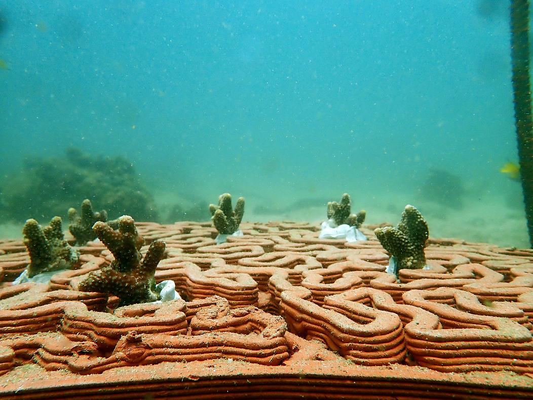 3D printing is helping to rebuild Hong Kong’s precious coral reefs