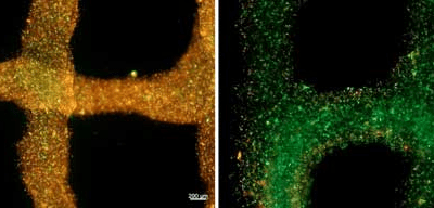 Researchers Create Bioink that Delivers Oxygen to 3D Printed Tissue Cells