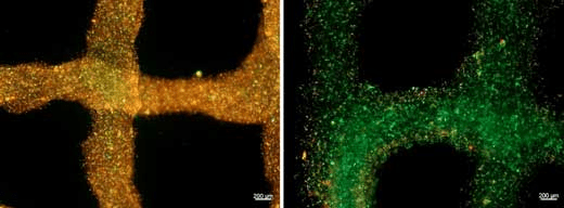 Researchers Create Bioink that Delivers Oxygen to 3D Printed Tissue Cells