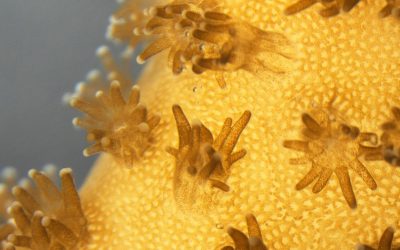 3D Printed Coral, Bioreactors Boost Microalgae Production for Biofuels