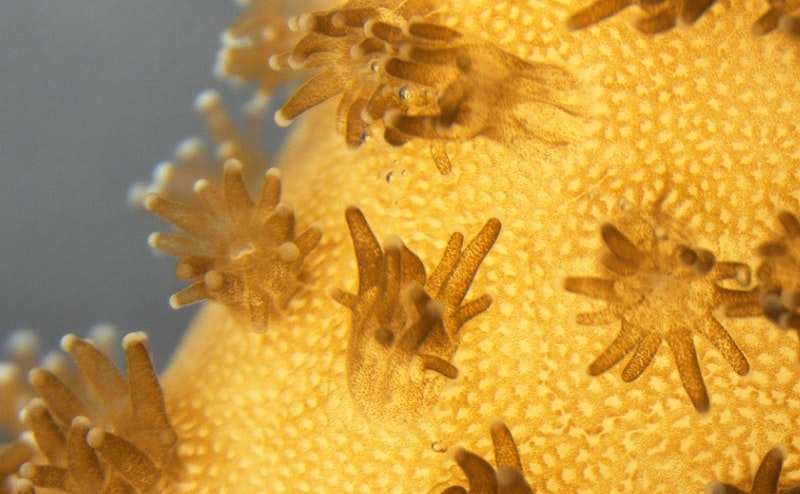 3D Printed Coral, Bioreactors Boost Microalgae Production for Biofuels