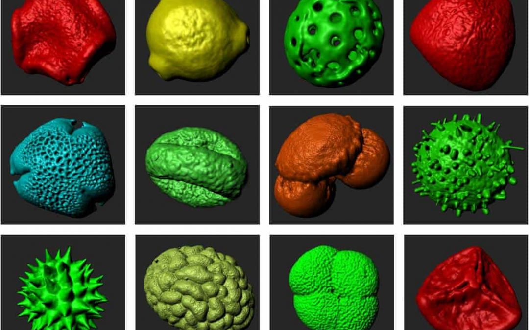 Not to be sneezed at: how 3D printing is supersizing the tiny world of pollen