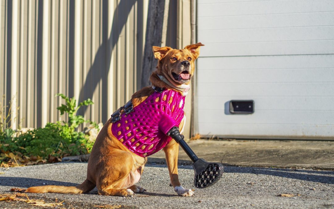 Pet Prosthetics Get a Boost From 3D Printing