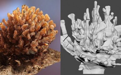 3D Coral Reef Sculpture, Collaboration of Marine Science, Art