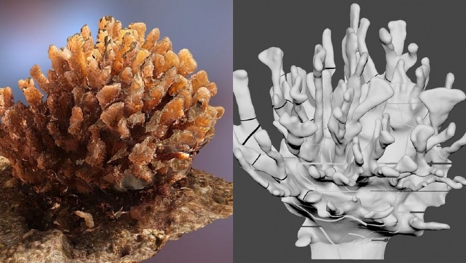 3D Coral Reef Sculpture, Collaboration of Marine Science, Art