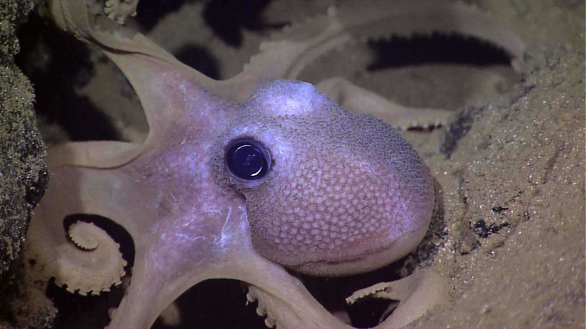 3D-Printed “Artificial Muscle” Inspired by Color-Changing Octopus Skin