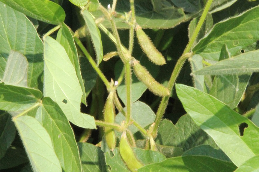 UofL researchers piloting process to make healthy sugar and 3-D printable materials from soy hulls