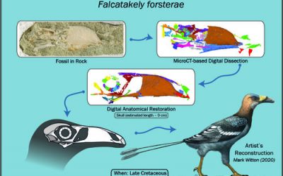 Cretaceous Bird Fossil: Researchers Use 3D Technologies to Reveal Beak Developments