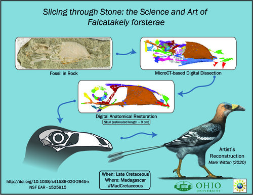 Cretaceous Bird Fossil: Researchers Use 3D Technologies to Reveal Beak Developments