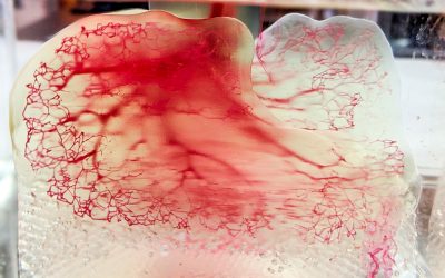 3D printing moves closer to developing transplantable organs