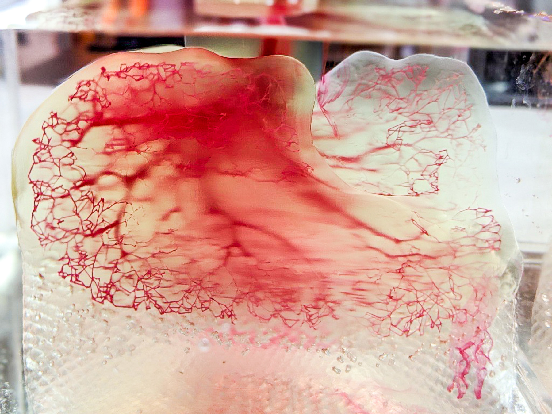 3D printing moves closer to developing transplantable organs