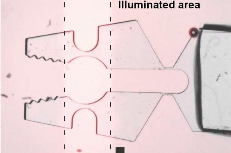 Biologically inspired artificial muscles made from motor proteins